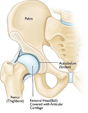 Hip joint replacement